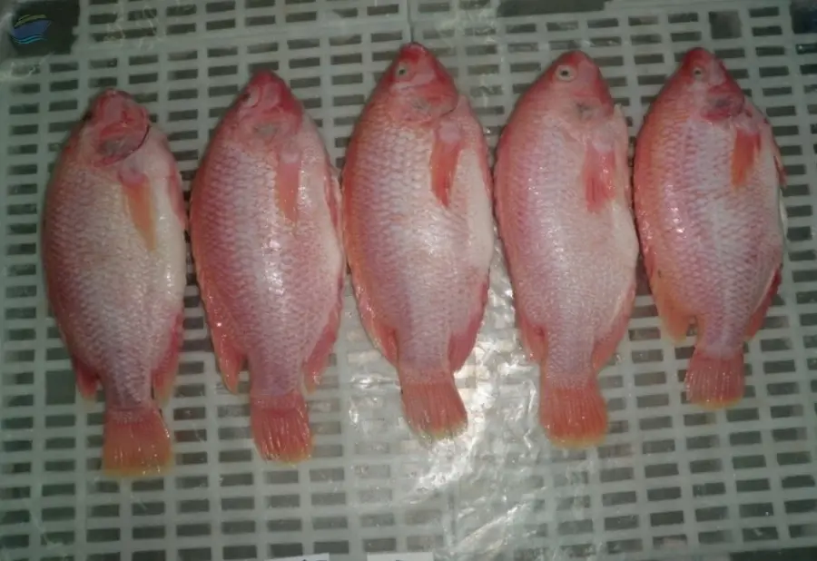 Red Tilapia GGS
