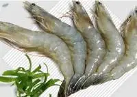 Raw HOSO Vannamei Shrimp