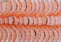 Cooked PD Vannamei Shrimp