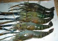 Freshwater Shrimp