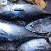 Striped Tuna