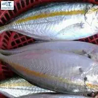 Sea Bream