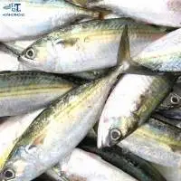 Mackerel