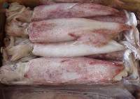 Frozen Squid