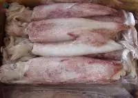 Frozen Squid