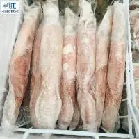 Squid