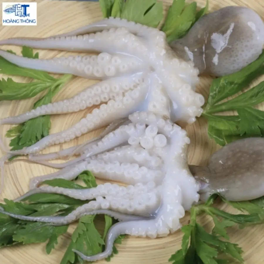 Whole Cuttlefish