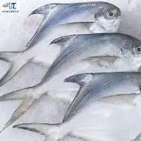 White Birdfish
