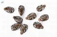 Castor Seeds