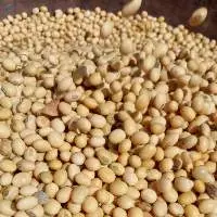 Soybean Seeds
