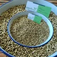 coriander seed