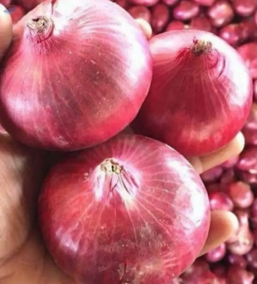Indian Fresh Onion
