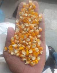 Maize