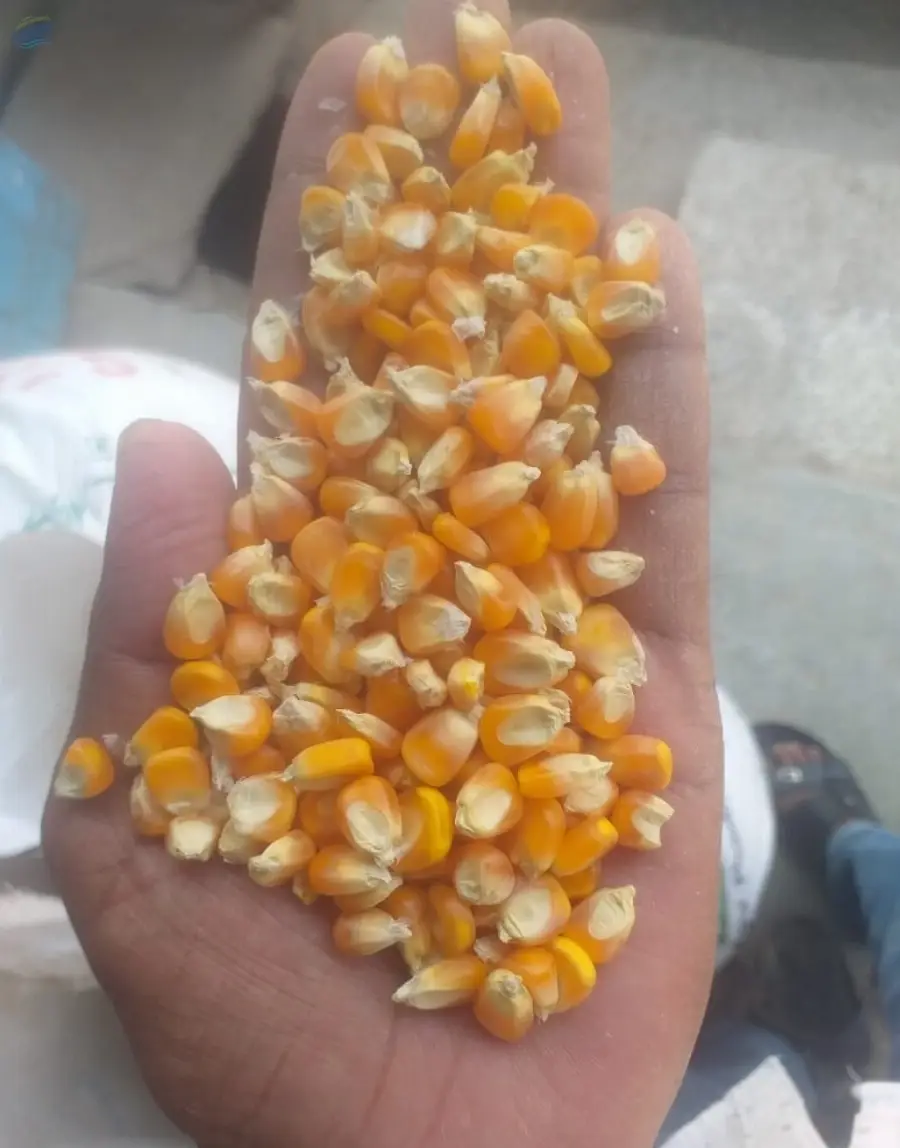 Maize