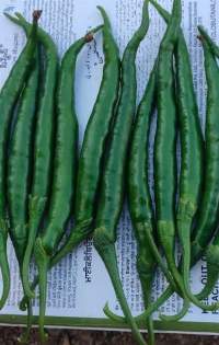 Fresh Green Chilli