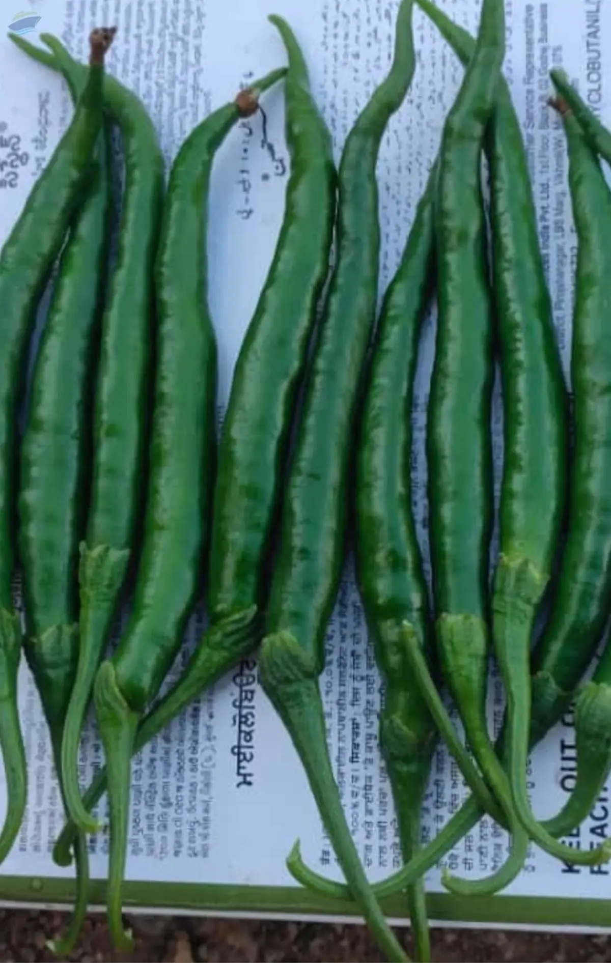Fresh Green Chilli
