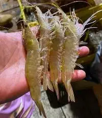 Frozen shrimps