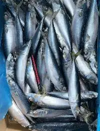 Mackerel Fish, Frozen Fish