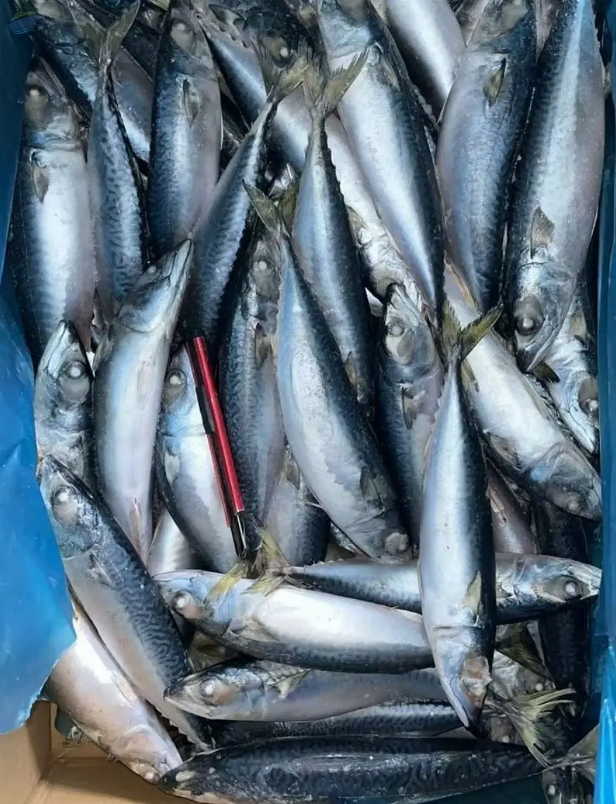 Mackerel Fish, Frozen Fish
