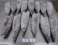 Frozen S/s Oil Fish Hgt
