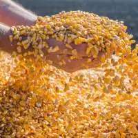 Corn