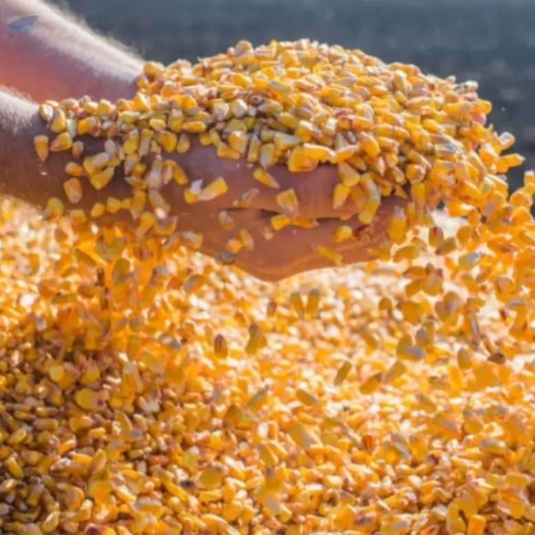 Corn