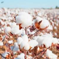 Cotton
