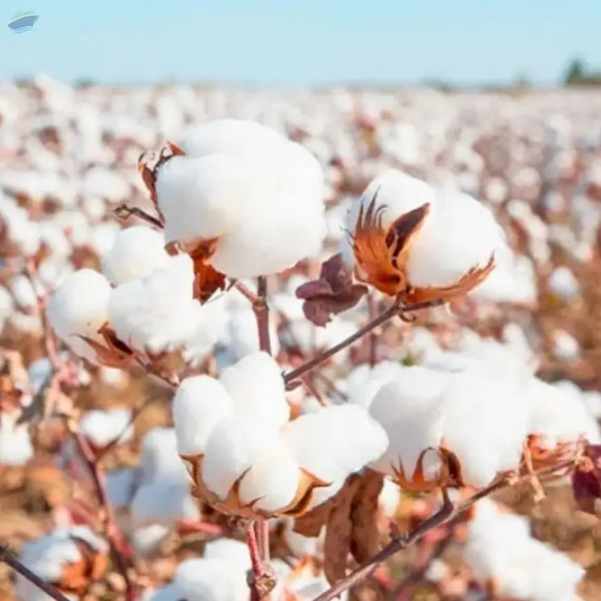 Cotton