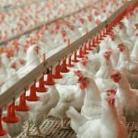 Poultry