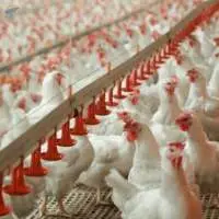 Poultry