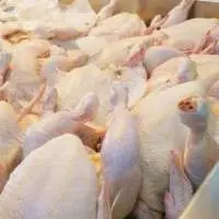 Frozen Chicken