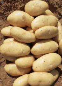 Egyptian Spunta Potato