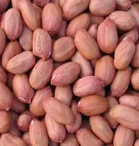 Groundnut