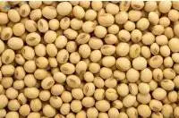 Soybean