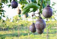 Passion Fruit