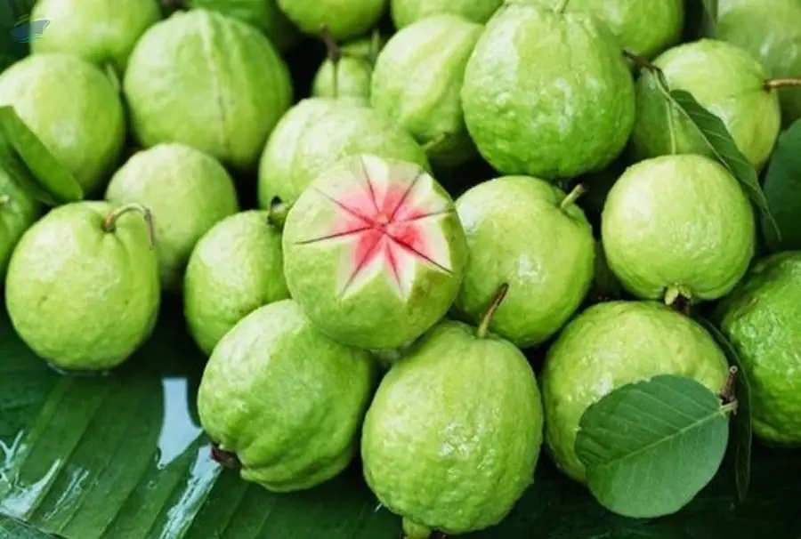 Fresh Guava