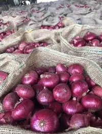 Onion