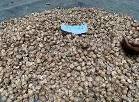 Dried Betel Nut