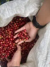 Coffee Beans