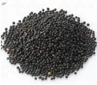 Rape seeds, Ukrainian origin