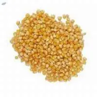 Corn, Ukrainian origin