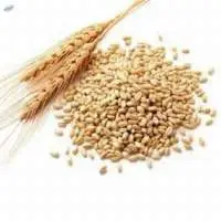 Wheat, Ukrainian origin