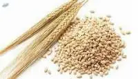 Barley, Ukrainian origin