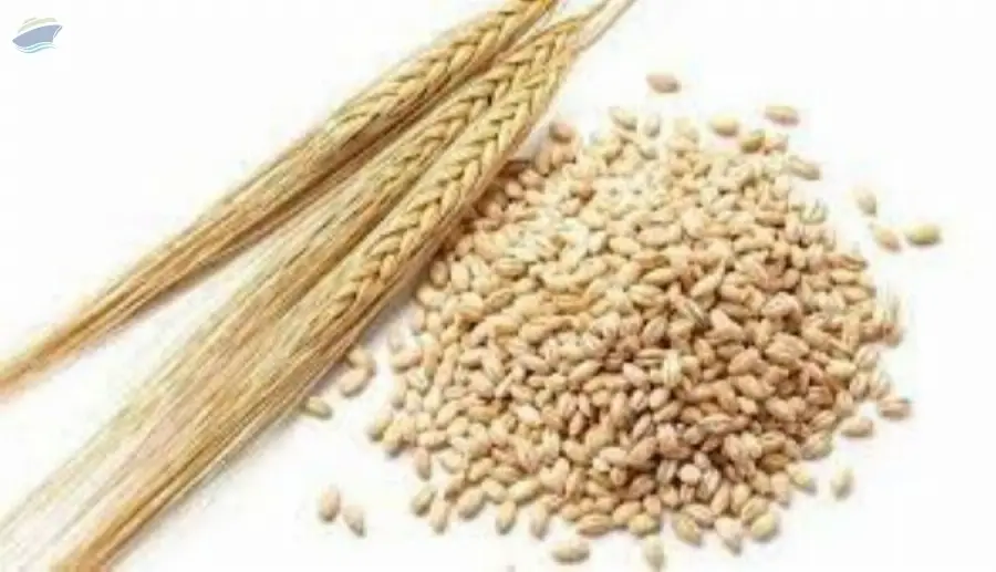 Barley, Ukrainian origin