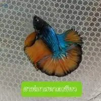Halfmoon Betta