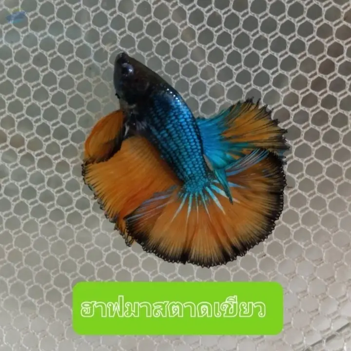 Halfmoon Betta
