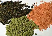 pulses and Lentis