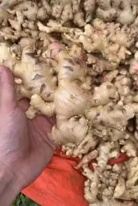 Fresh Ginger