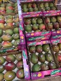 Egyptian mango