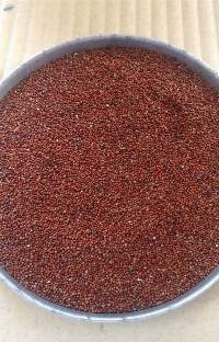 Finger Millet